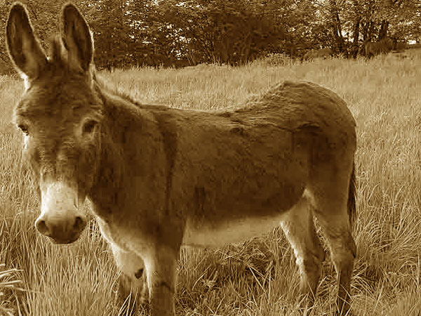 Click here for Magnification